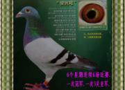 �׸�6��������6�� ��1��1��(ͼ)