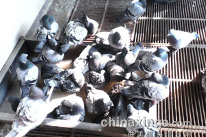 ������֧Ԯ ��������Ļ����(ͼ)