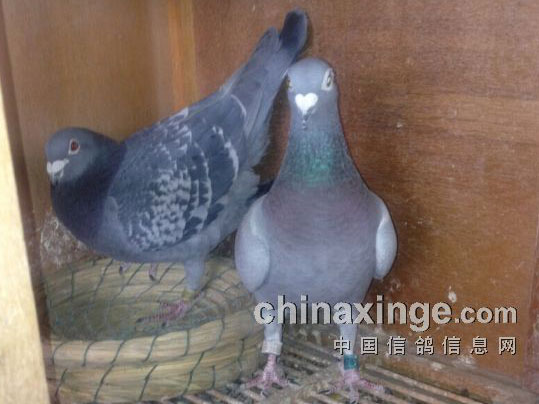 2015�깫�﹥�ԣ���ѡ���(ͼ)