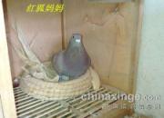 �������ڣ�׼��׼����뵰(ͼ)