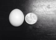 ����Ӳ�Ұ��С�����쵰��(ͼ)