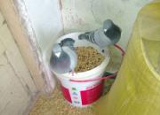 �������ˣ����˽ں͸���һ��(ͼ)