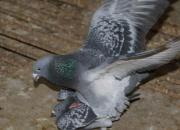 ������ճ̣��ָ�������׼��(ͼ)