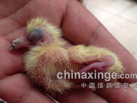 ���⣺�ճ����׸뱻����(ͼ)