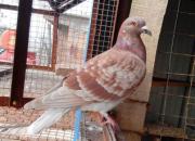 ��ǿ�룺���첻�� �����ǿ�鳲(ͼ)