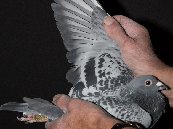 ��òȡ�� δ������