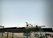 СС���� �������(ͼ)