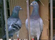 ���Ȥ�£��ɰ���������