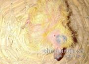 ������������š���������ʮ����(ͼ)