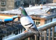 ����ͷһ�죺�������и�ɻ�(ͼ)