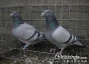 ֣�����ָ���Թ����ʴ�¼