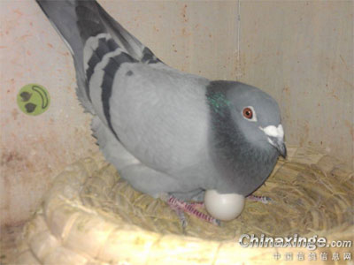 ������ʮ��ͷ��(ͼ)