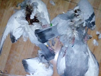 �廳����õ��ָ�(ͼ)