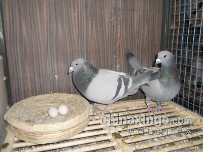 �����һ�ĸ뵰��������ϣ��(ͼ)