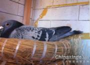 �ٶȼ����� �ɾͳ�ǿ����(ͼ)