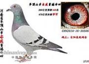 �����顱��ɵı���(ͼ)