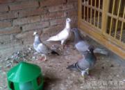 ʧ�ܸ���ͨ������һ�����Ҹ���
