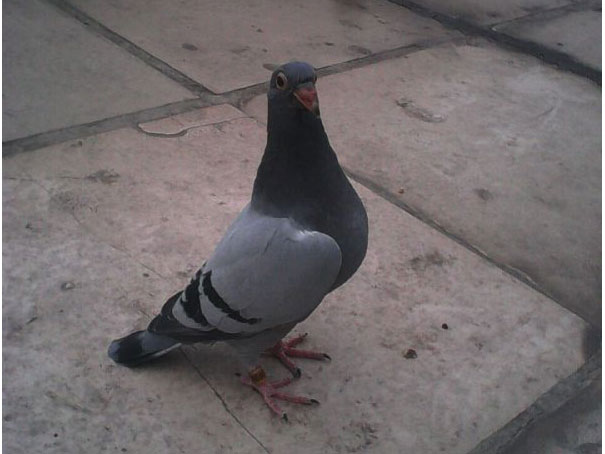 �䰮��������������ķ����˺��((ͼ)