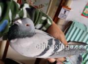 �ָ벻�µ� С���Ѽ���Ҫɱ��(ͼ)