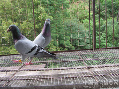 Ϊ���� �������������迹��