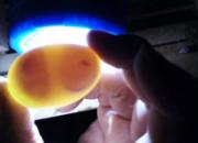 ˫��̥�� �ܳ�����(ͼ)