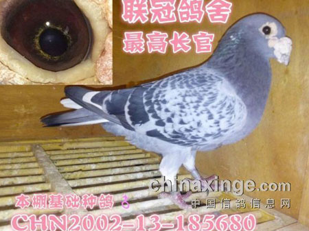 ����޾��������������(ͼ)