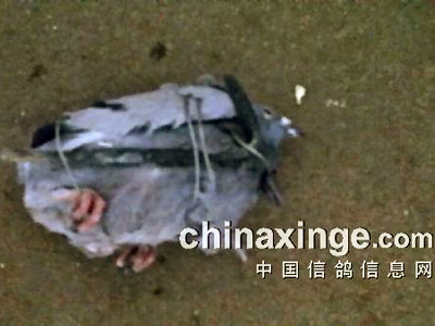 ��˿������̭�롱 �����׫���ں�(ͼ)