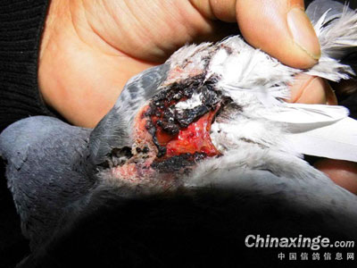 �˵�̫����(ͼ)