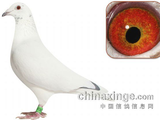 �������꣺���鲻������Ϲд(ͼ)