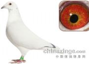 �������꣺���鲻������Ϲд(ͼ)