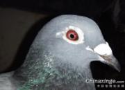����ŷɲ��������и뿴��(ͼ)