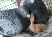 ���ԣ��ھ������� ֱ�ӵ���ķ