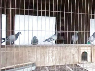 ��Ƶ�����������¸���