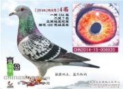 д�ܽ᣺����֮�ٳɾ����ظ���(ͼ)