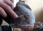 ϱ�����������������������(ͼ)