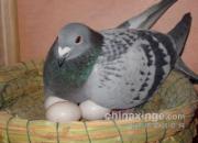 һ��������