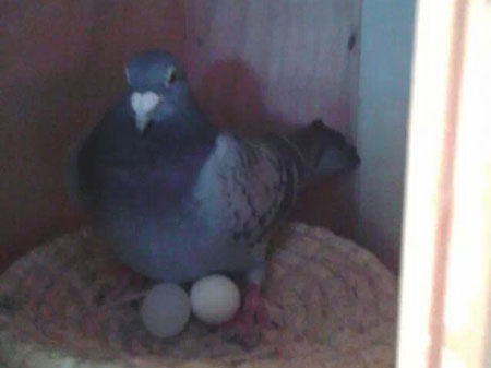 һ����ޣ�������������(ͼ)