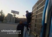 ѡ��������ر�8������