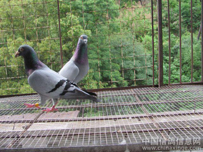 ֻ����ֻ��ɫ���������