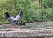 ֻ����ֻ��ɫ���������