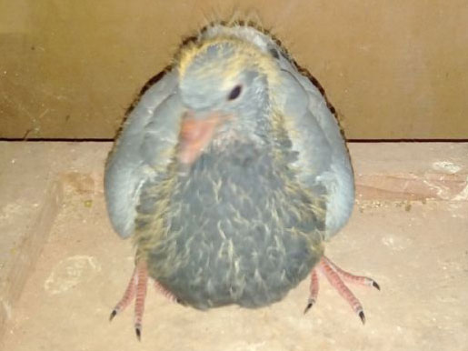 С������š�ʮ�������(ͼ)