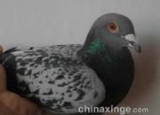 ����Ժò��� ����ֱ��������(ͼ)