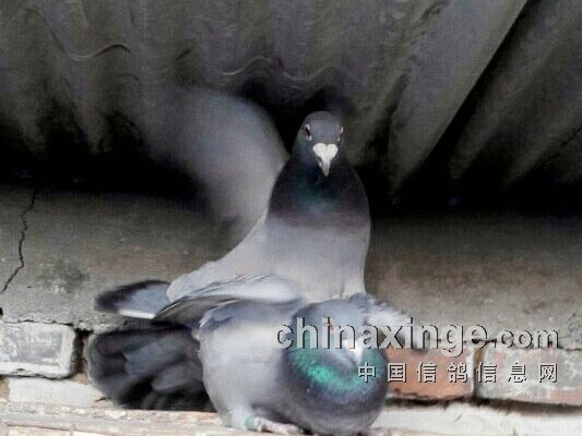 û�����������϶��ָ��µ���(ͼ)