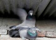 û�����������϶��ָ��µ���(ͼ)