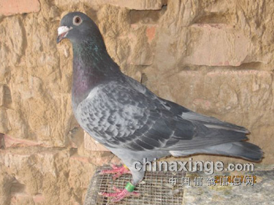 ���䣺�Һ�Ԭ�硰ʯ���ϴơ�����Ե(ͼ)