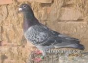 ���䣺�Һ�Ԭ�硰ʯ���ϴơ�����Ե(ͼ)