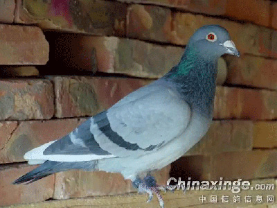 ��ʯ���ϴơ�����25Ԫ��������(ͼ)