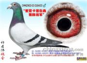 ��ڣ���ʧ�ġ���ʤ������(ͼ)