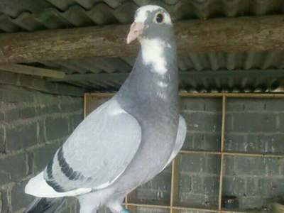 �������� �ָ�ܹǱ�����(ͼ)