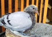 15���һ���׸���ʮһ��ɳ�ʷ(ͼ)